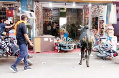 Bulls clashed in the market, many bikes were broken