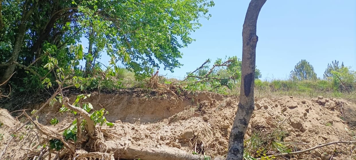 Allegations of cutting trees on government land without permission