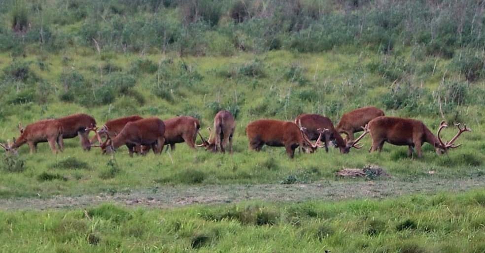 Campaign to increase the population of reindeer started in Dudhwa