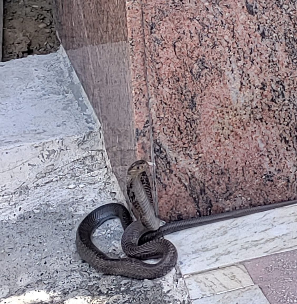 Cobra snake found in Sector 13 house and monitor lizard in Devnagar created stir