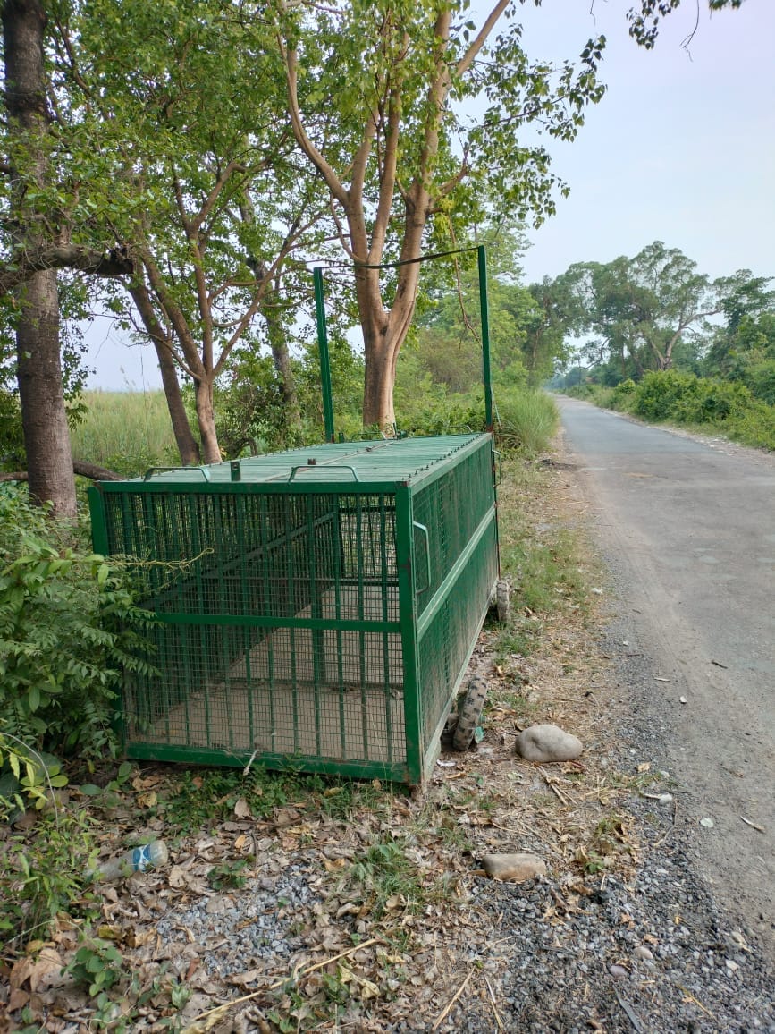 Tiger could not be seen even by 18 cameras in Tikunia