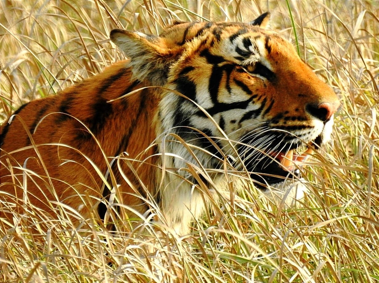 Preparing to build a resort near Amangarh, land is being searched