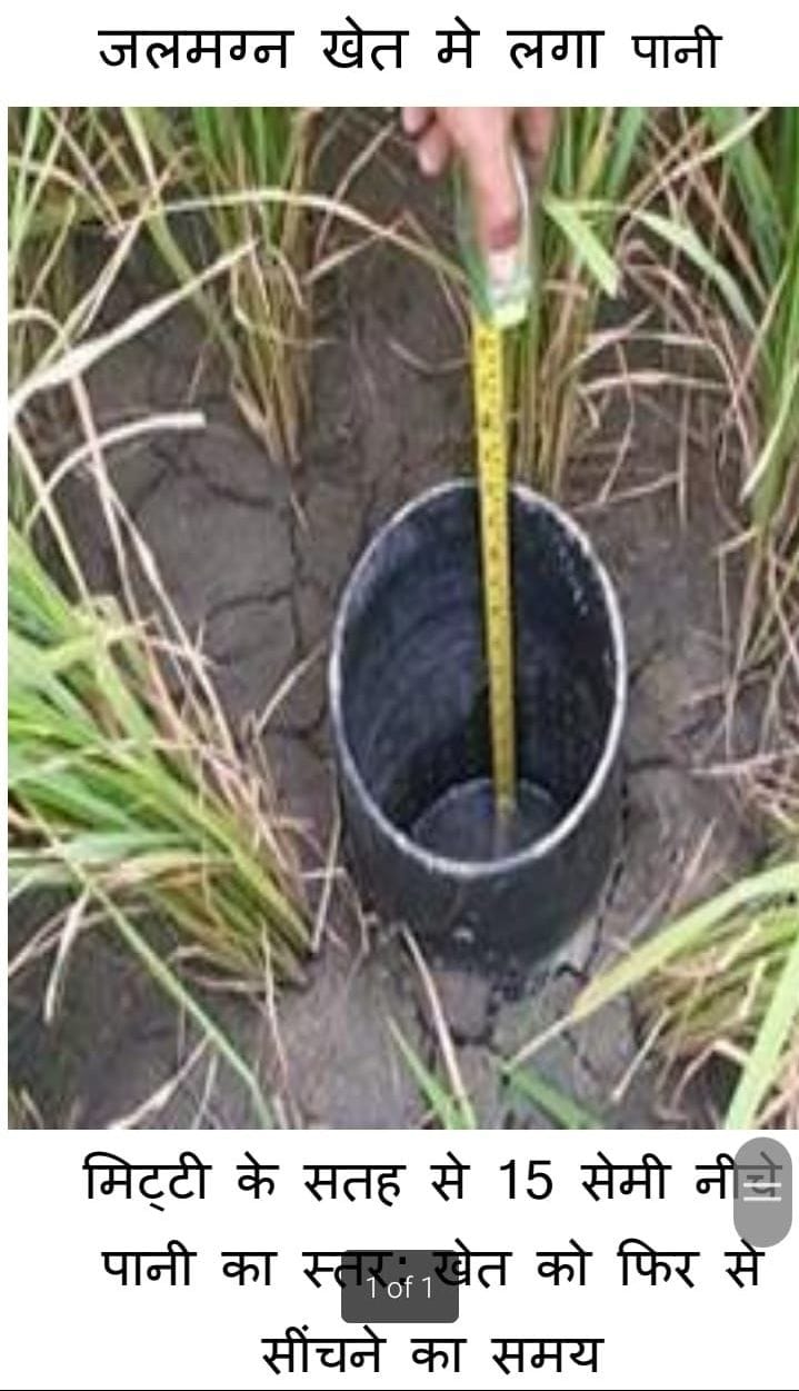 Research: Irrigation in paddy field by AWD method will reduce methane emission by 48 percent