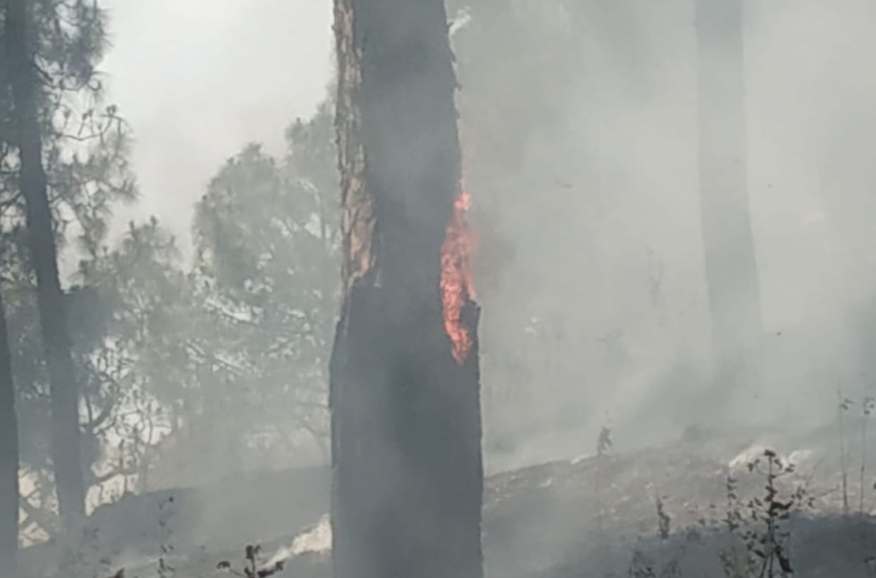 Forest fire broke out again, damage to forest wealth