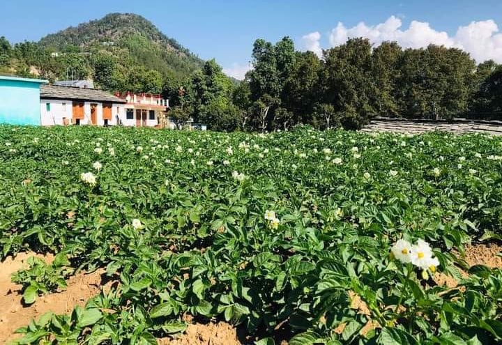 Pithoragarh:  8.72 percent people of marginal areas gave up farming due to wild animals