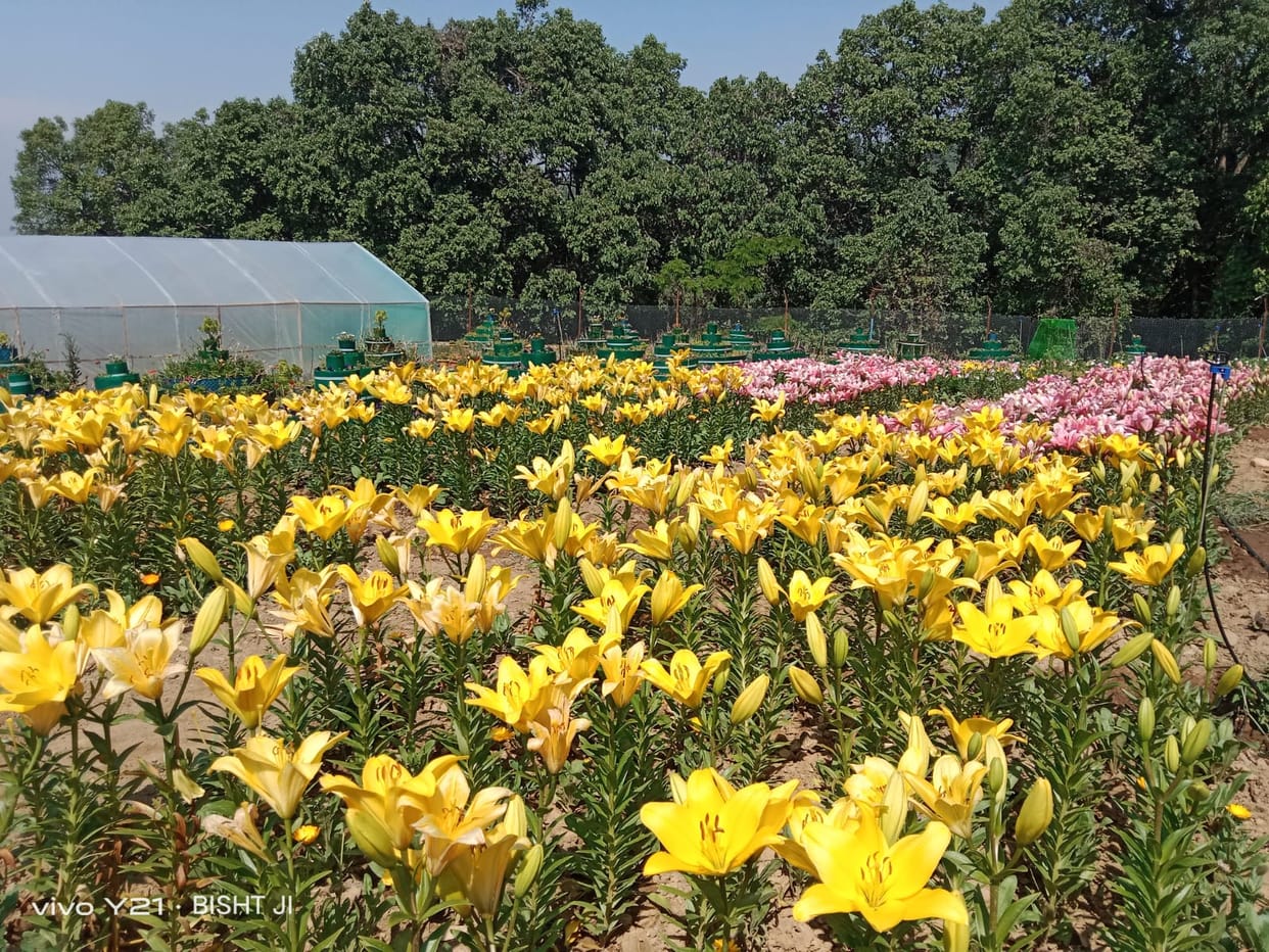 Along with the fruits, now the Chaubatiya garden is also fragrant with the fragrance of flowers.