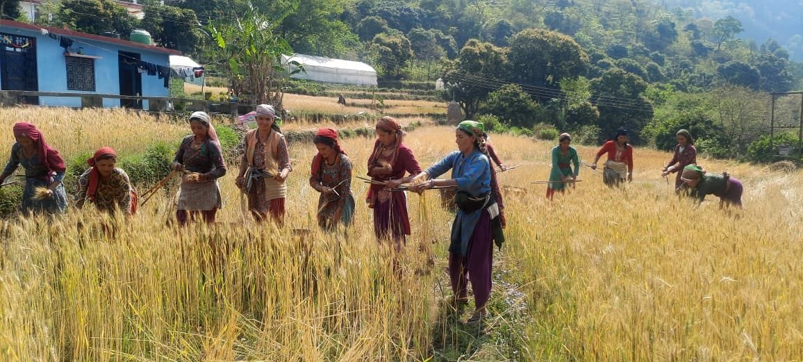 No Combine in Nachani