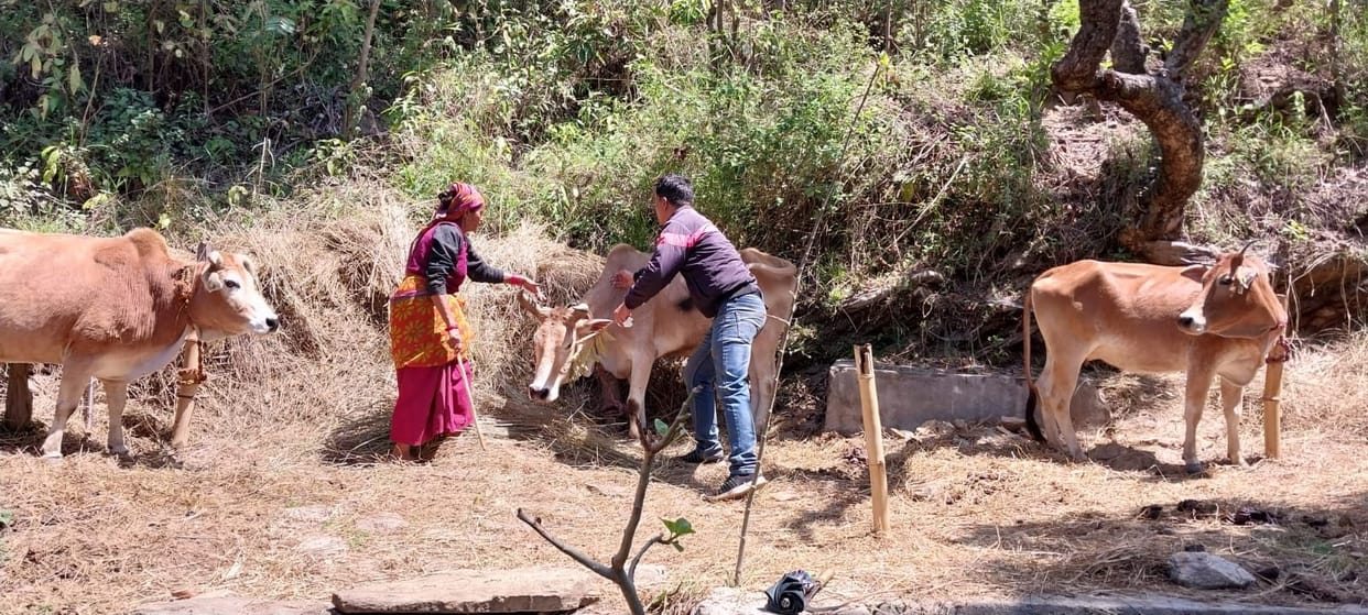 Lumpy virus Almora district Many areas of in the grip of virus 1.35 lakh animals will be vaccinated