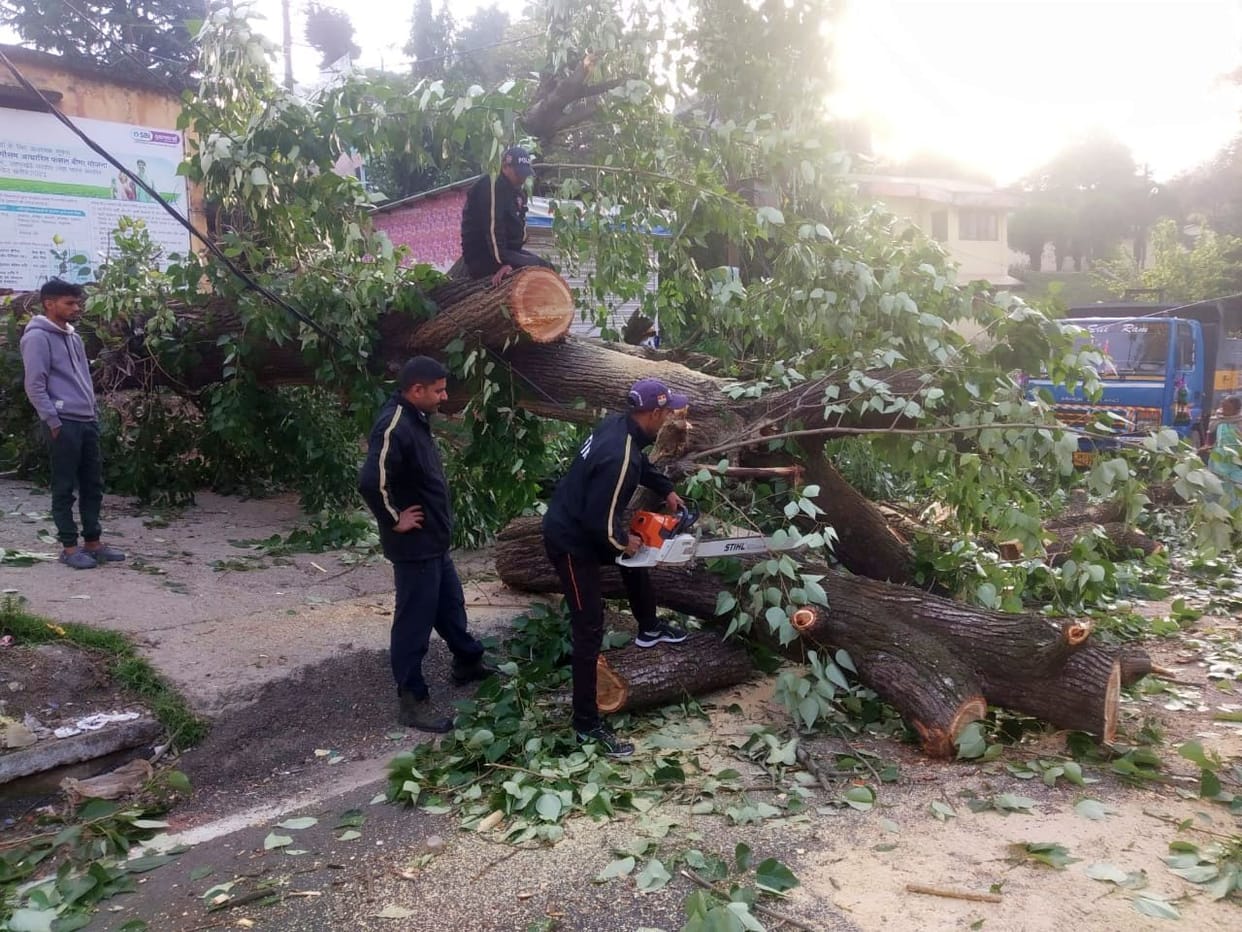 Popular tree fell on the house, people narrowly survived