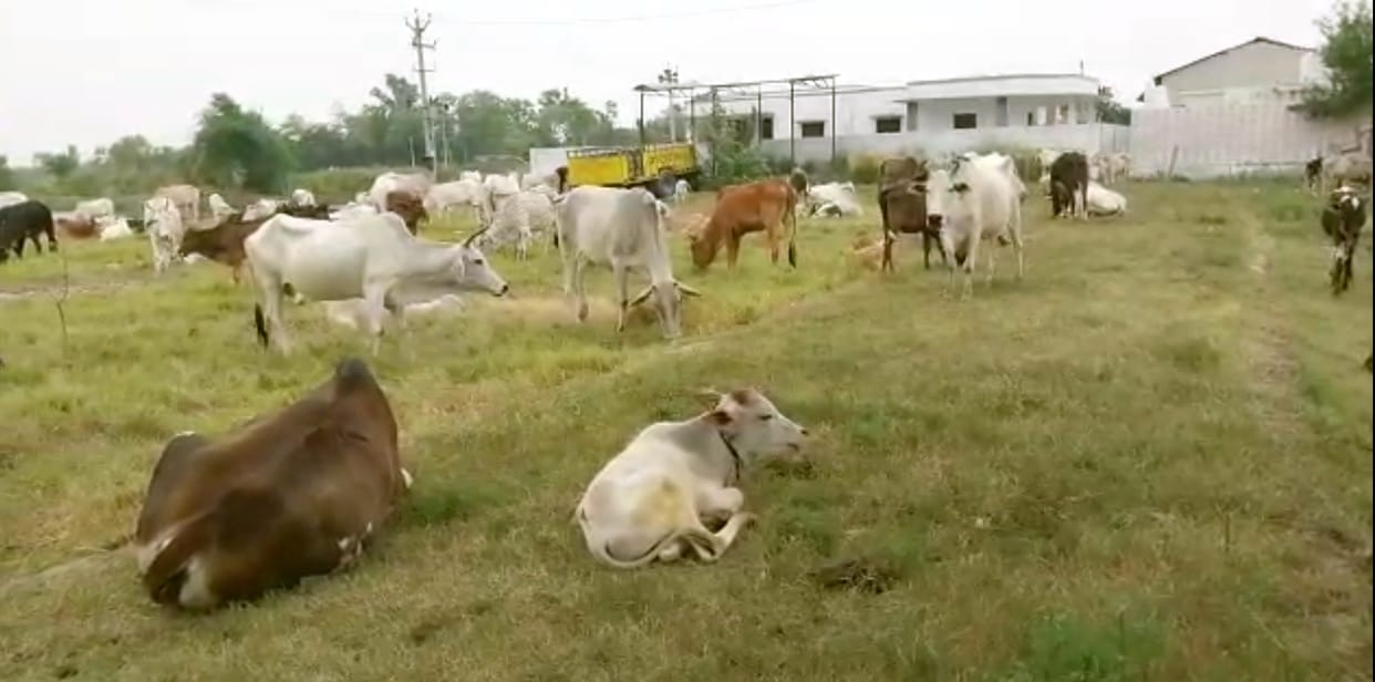 Tired of the loss, the villagers locked the abandoned animals in the crematorium
