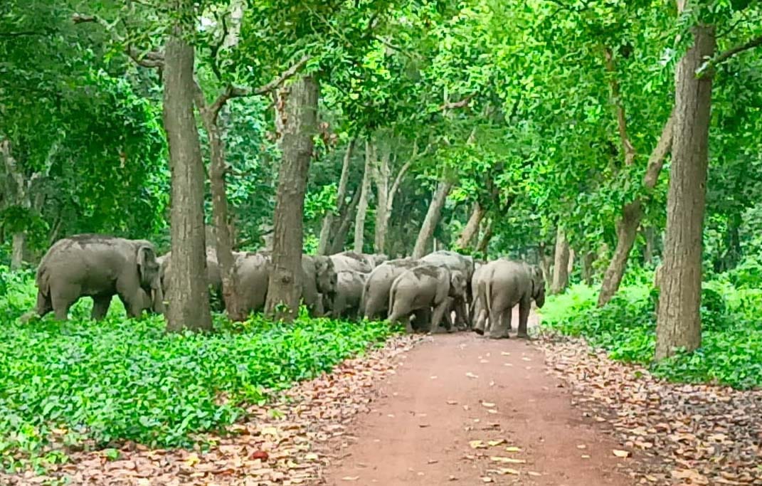If one elephant dies, the other must have been injured, search begins in Dudhwa
