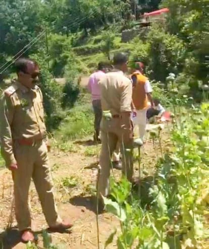 Opium cultivation was being done in Dhanoh village of Bisha Panchayat, busted
