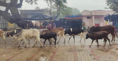 Kanha Gaushala will be built in Kunvargaon, 34 lakhs received