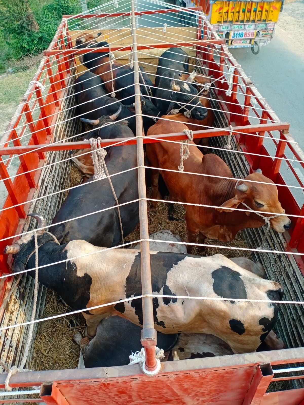 Cattle smugglers running away hit women