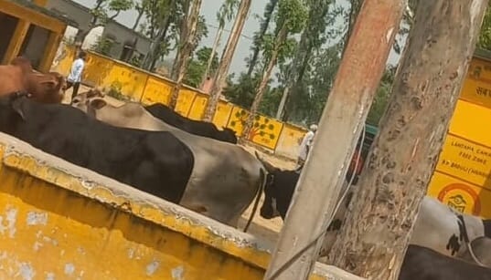 Farmers closed free animals in primary school