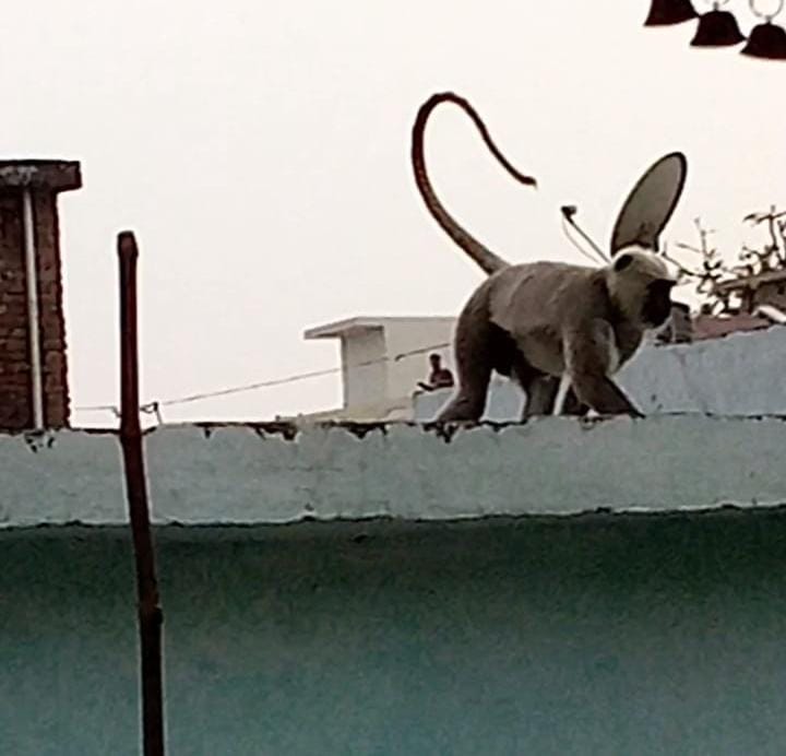 llagers fear after Monkey bite seven people in maharajganj