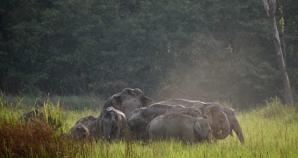Herd of Nepali elephants again reached Dudhwa forest
