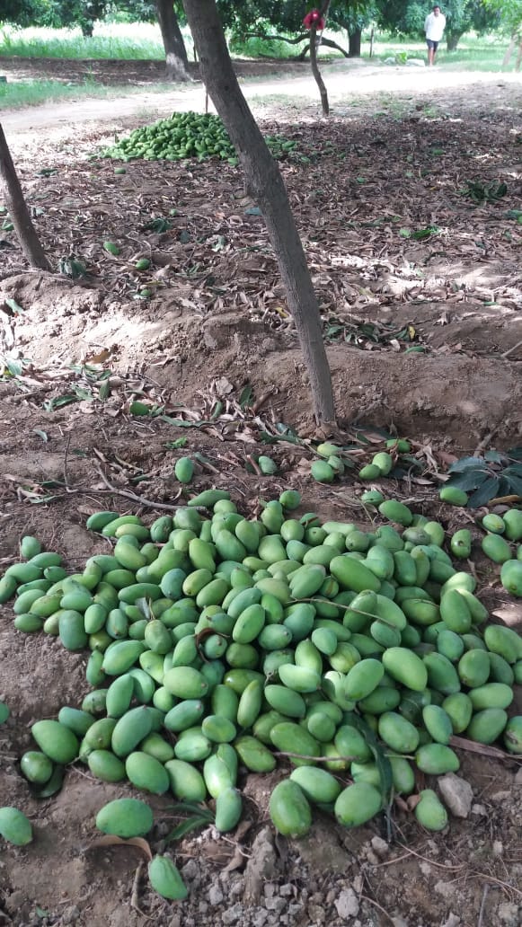 Five percent damage to mango crop due to storm