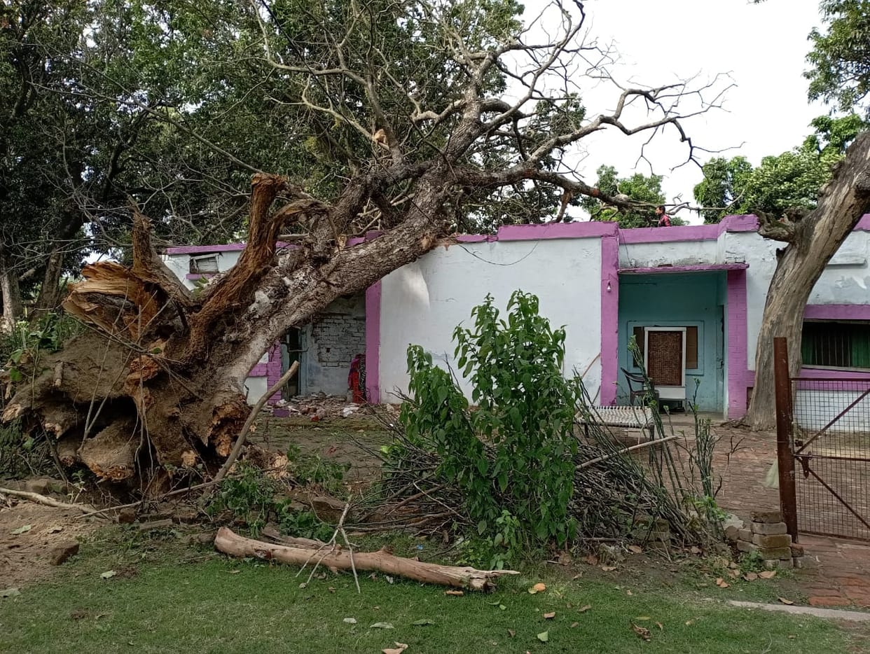 Trees fell at many places in the storm, power supply stalled