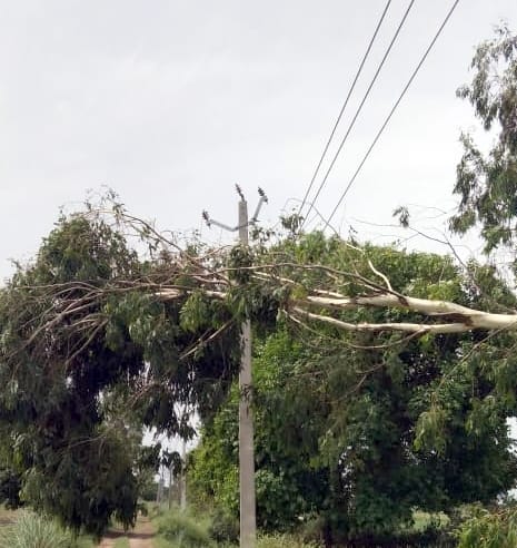 Electricity supply across the district stalled due to storm, trees fell, damage to mango crop