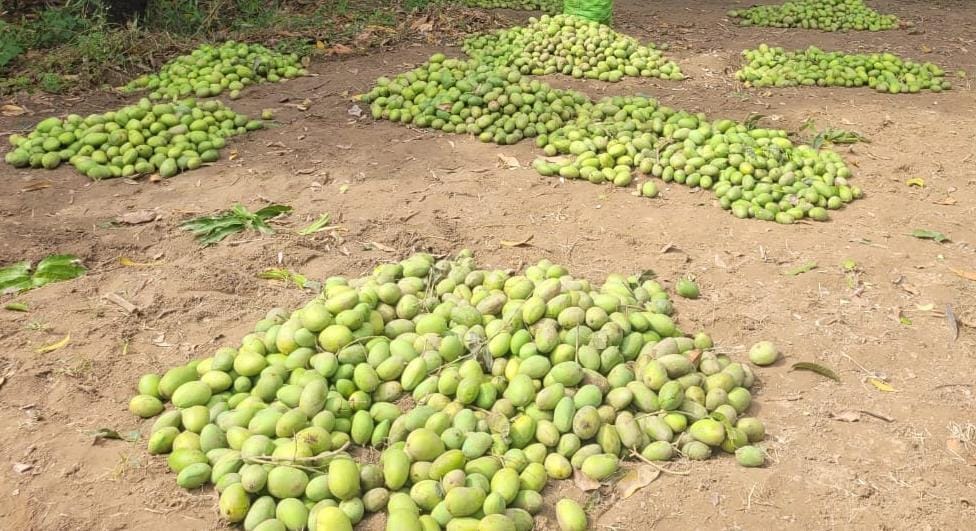 Heavy damage to mango crop due to storm