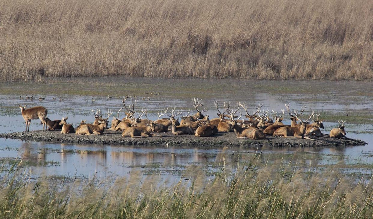 Brainstorming on the campaign to provide friendly habitat to reindeer