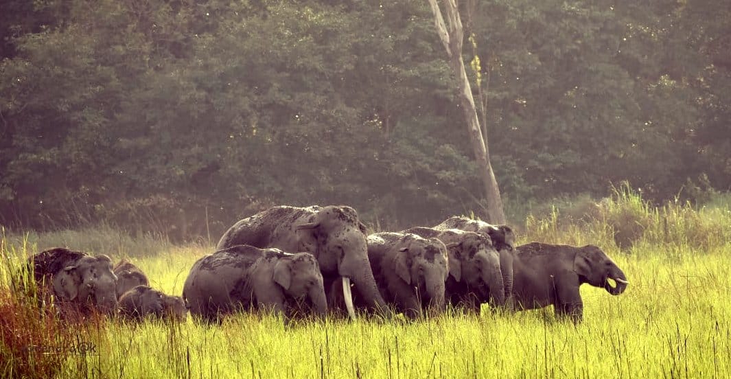 Nepali elephants reached Dudhwa National Park in Lakhimpur kheri