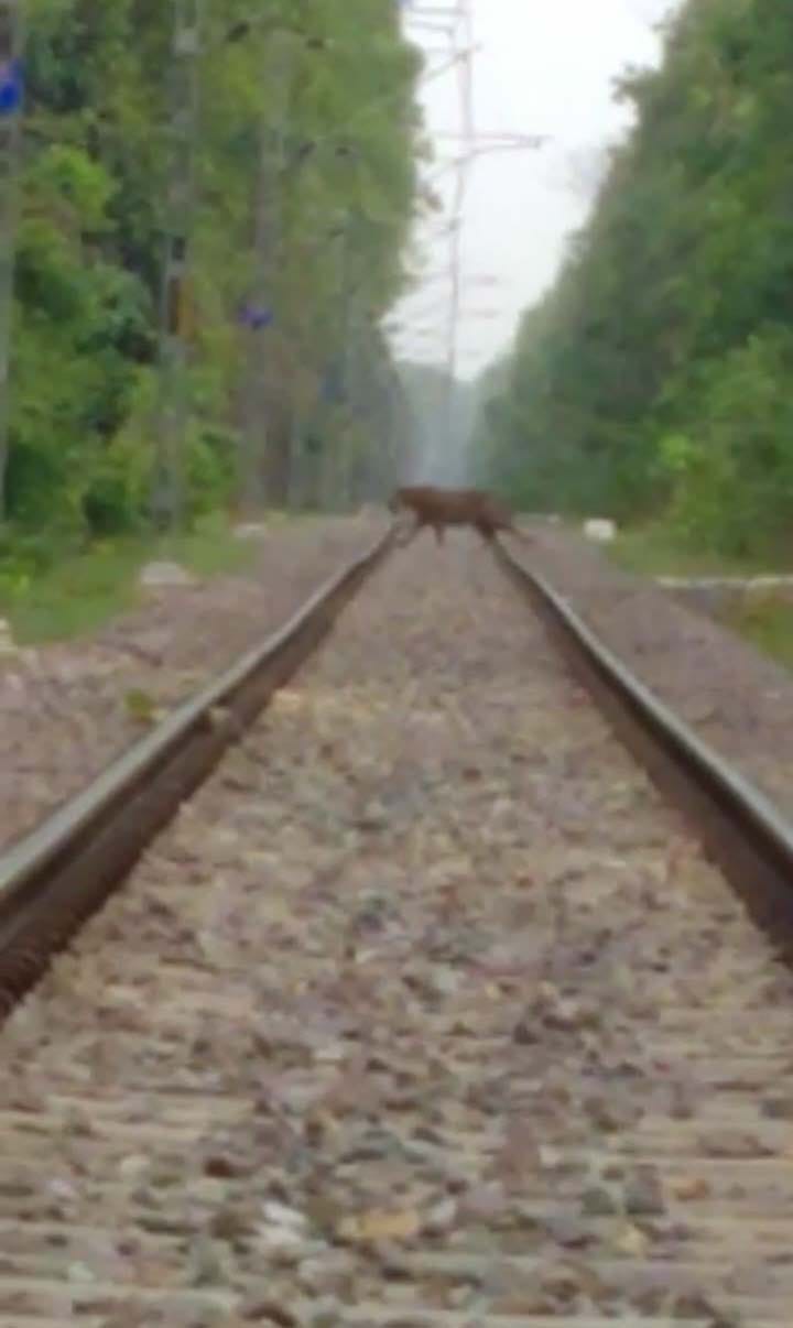 Tiger seen crossing the railway line in Bankeganj