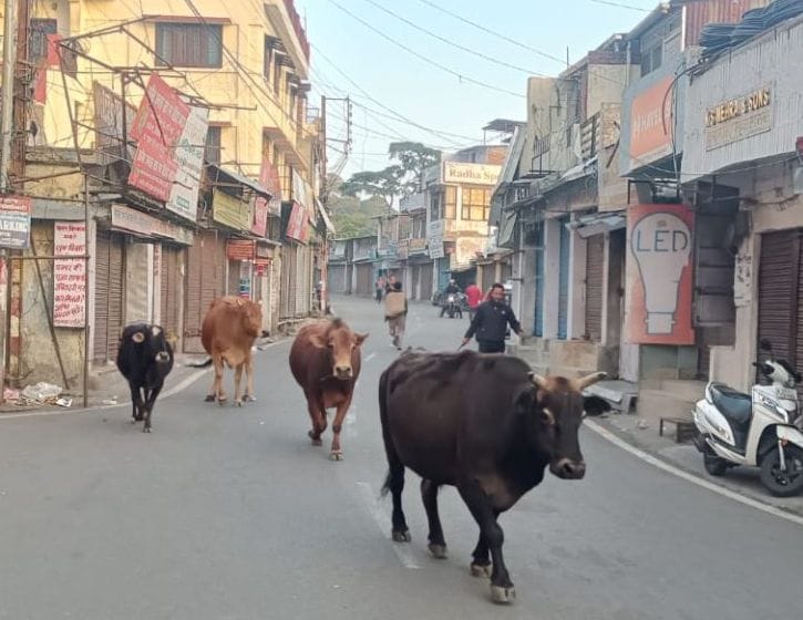Lampy and FMD in Almora