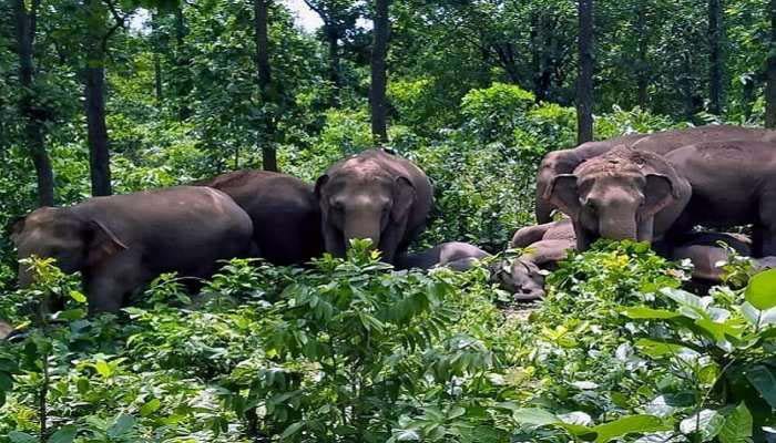 Dudhwa buzzes with the cries of elephants, but farmers are devastated