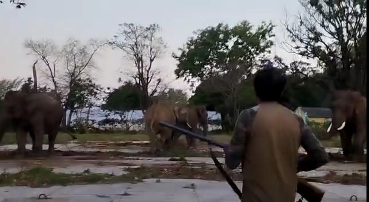 Panic caused by wild elephant entering the elephant shed, chased away by firing