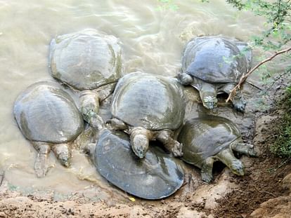 Fatehabad News:काजलहेड़ी में पल रहे 100 साल पुराने कछुए, ताली बजाते ही आ  जाते हैं बाहर - 100 Year Old Turtles Living In Kajalhedi Come Out As Soon  As They Clap - Fatehabad News