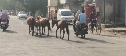 Free horses running on the highway, danger of accident