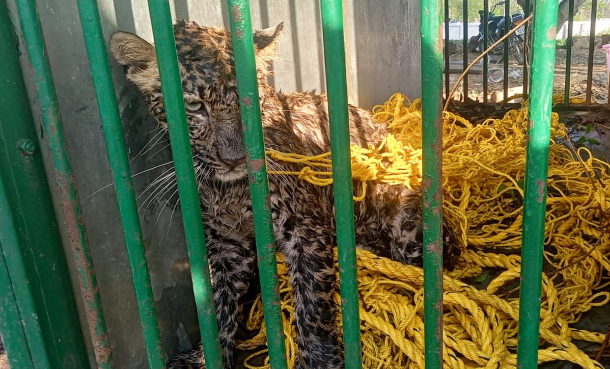 Forest department caught leopard by setting trap