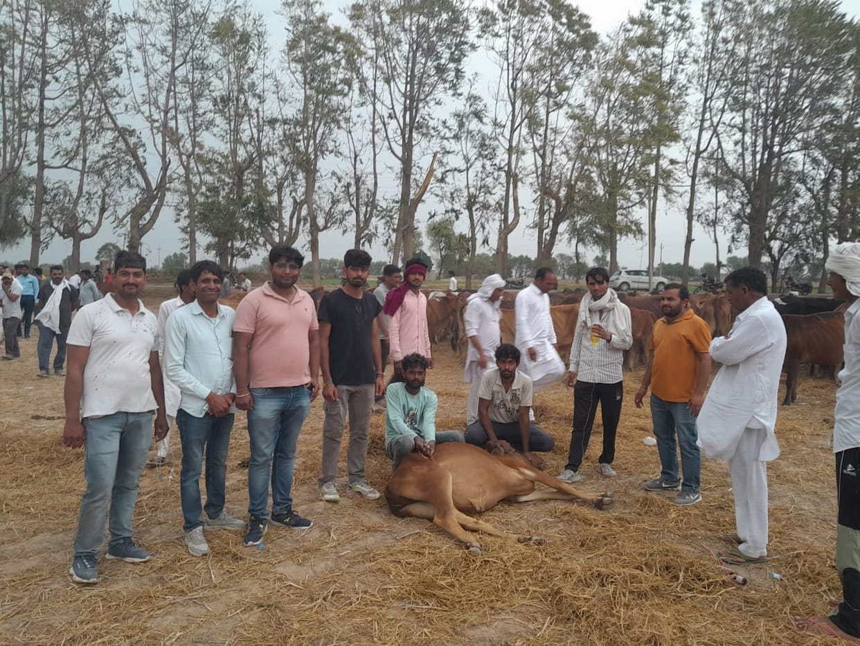 Eight cows died, 40 ill after eating poisonous substance while roaming in the field