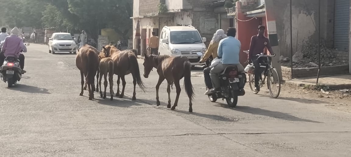 Free horses running on the highway, danger of accident