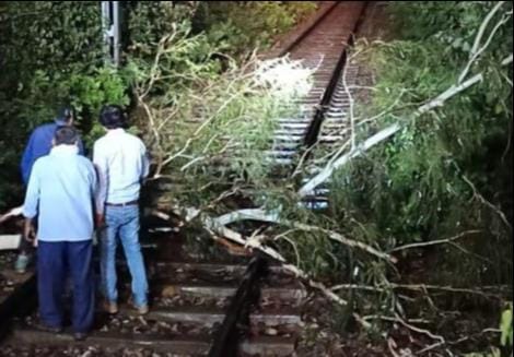 Trees fell on railway track in Najibabad, trains affected