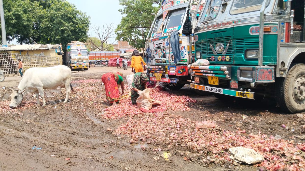 Effect of rain: 30 tonnes of onions spoiled