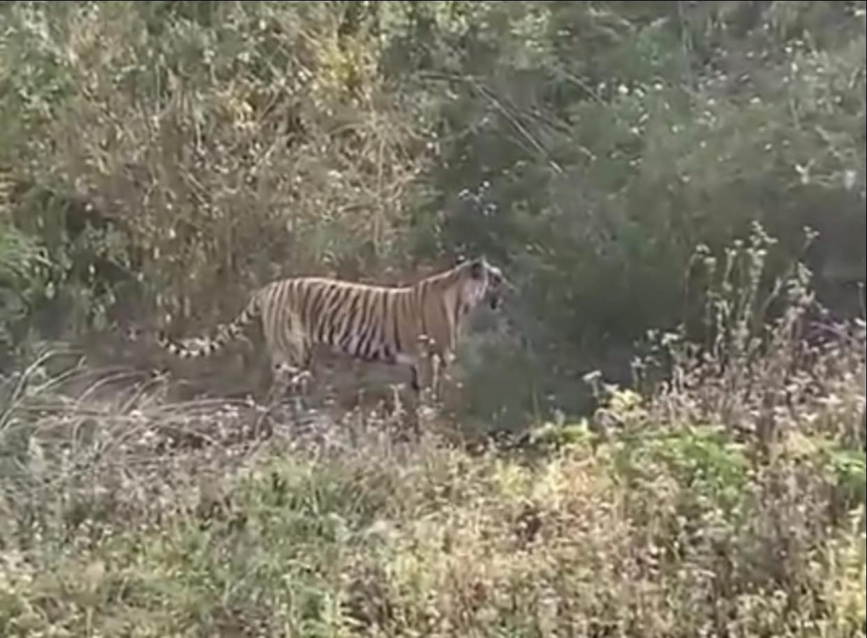 Tiger seen near Inter College in Kalagarh