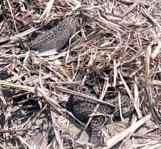 Two cubs of Guldar found in the forest of village Damnagar