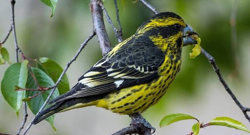 91 species of birds and 21 species of butterfly seen in Munsiyari
