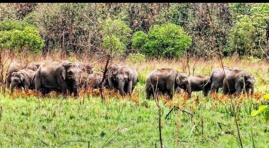 Counting of elephants started in Dudhwa Tiger Reserve