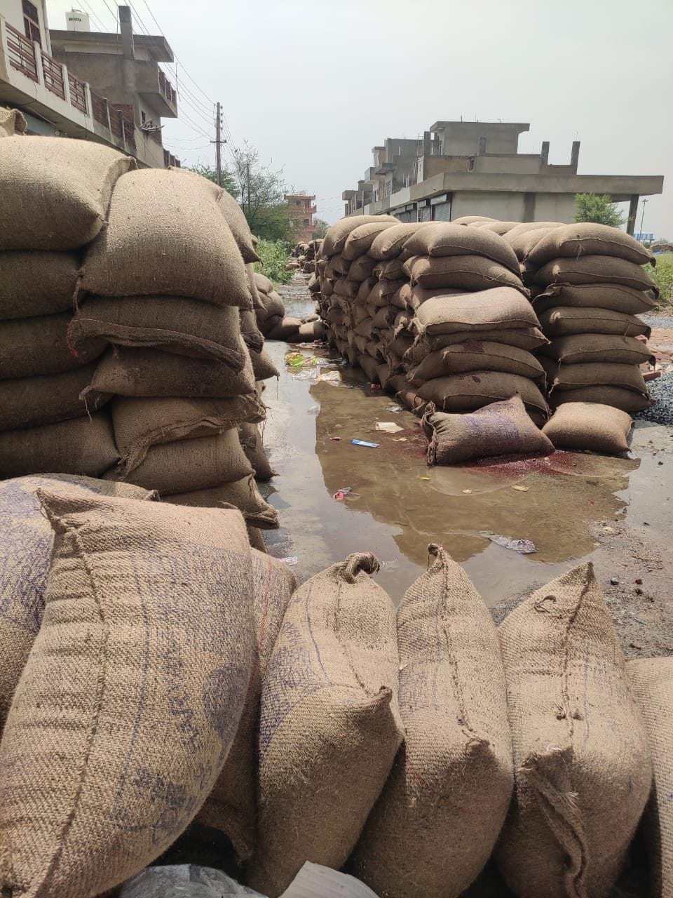 Mustard bags kept in the grain market got wet in the rain