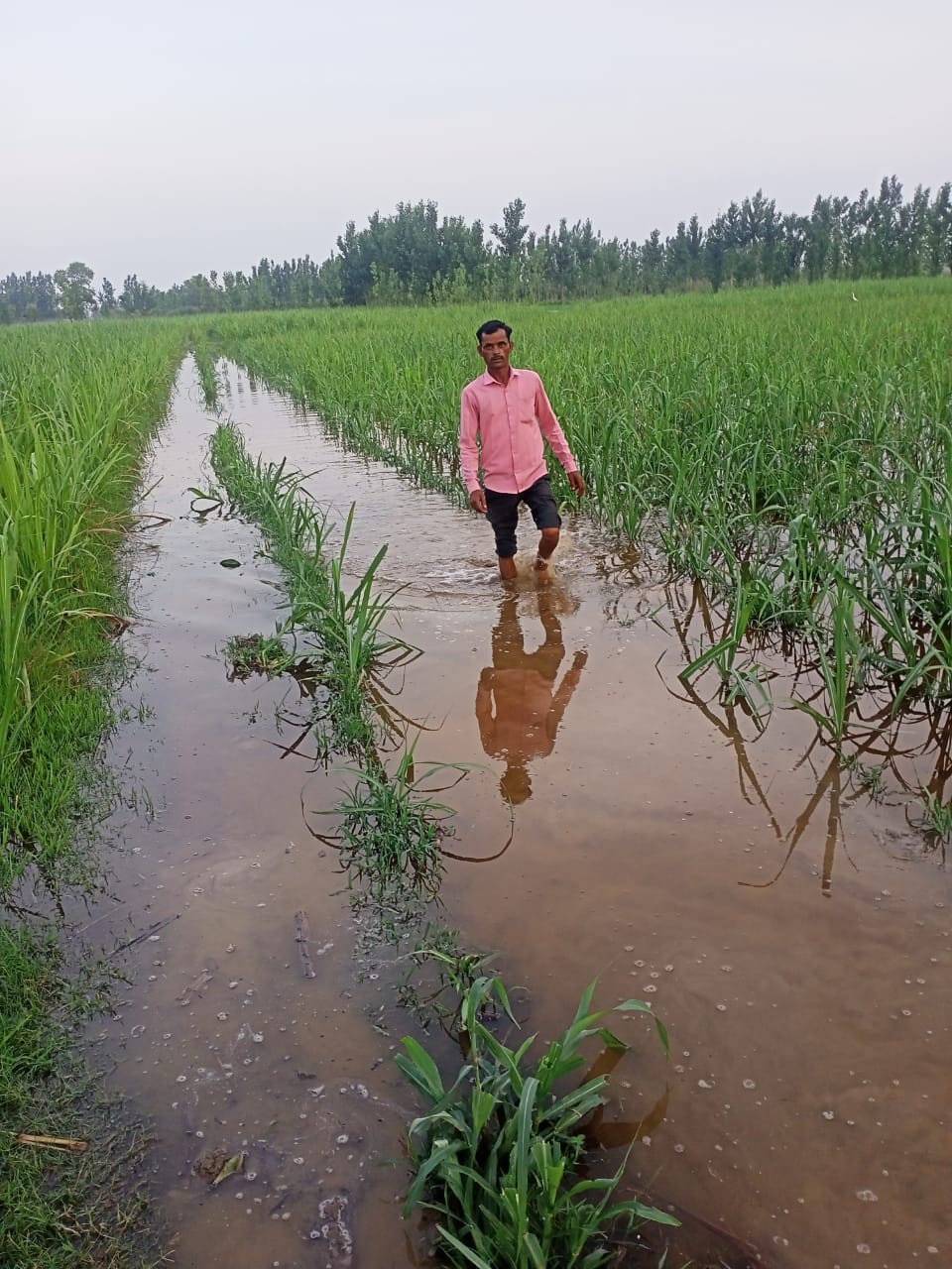 Farmers' sugarcane crop submerged