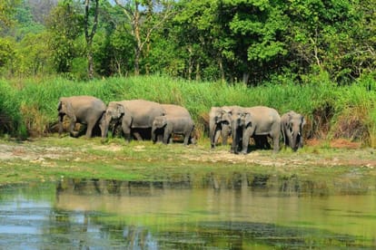 Second herd of Nepali elephants reached Dudhwa forest again