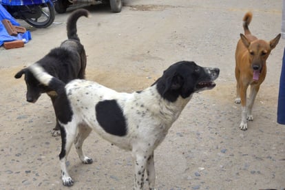 kerala high court on stray dogs said humans should given priority issue license