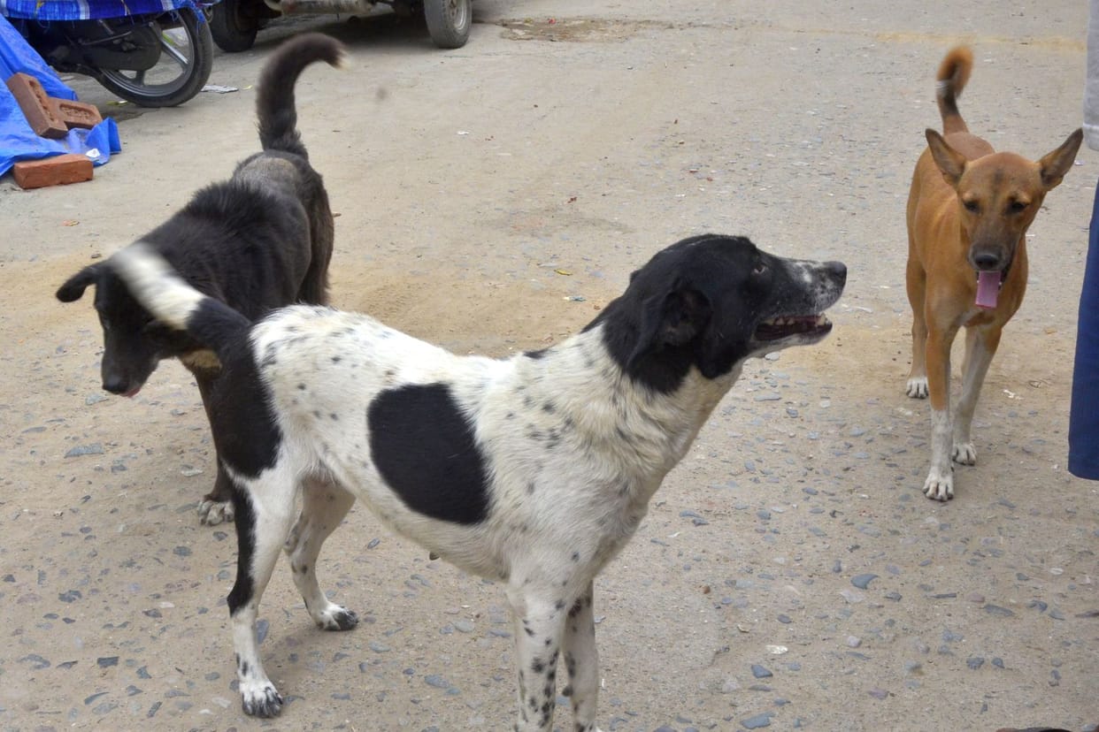 Maid bitten and injured by dog in Greater Noida