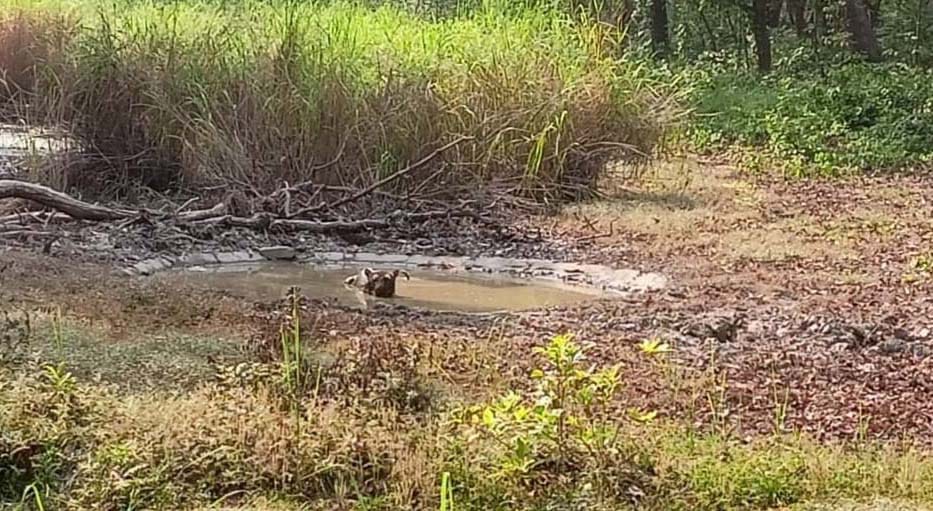 Wildlife diving with quenching thirst in waterhole