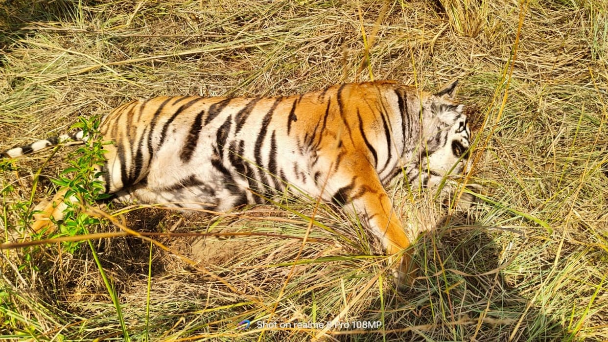 Tiger's body found in Latthaua forest