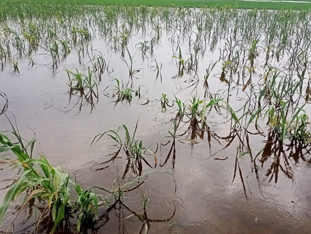 Water of Ramganga river enters crops, anger among farmers